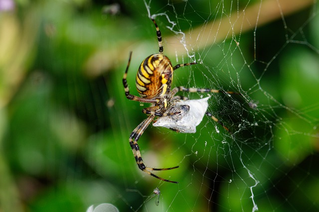 Araignée sur sa toile Araignée sur sa toile