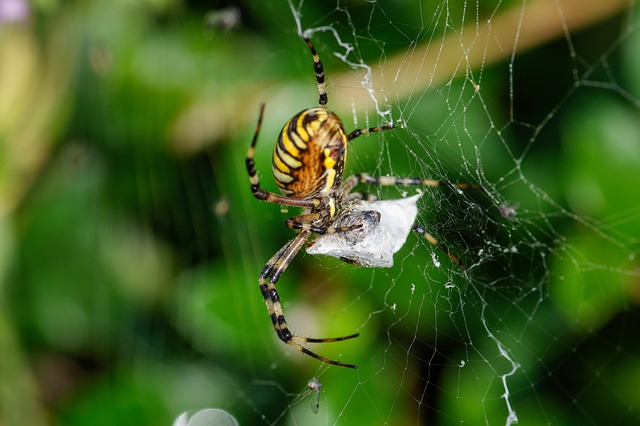 Araignée sur sa toile