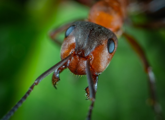 Le monde des fourmis