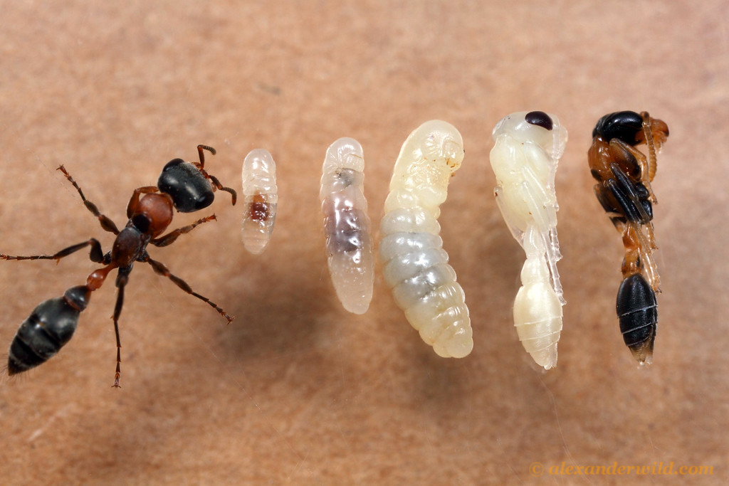 Evolution d'une ponte de fourmis