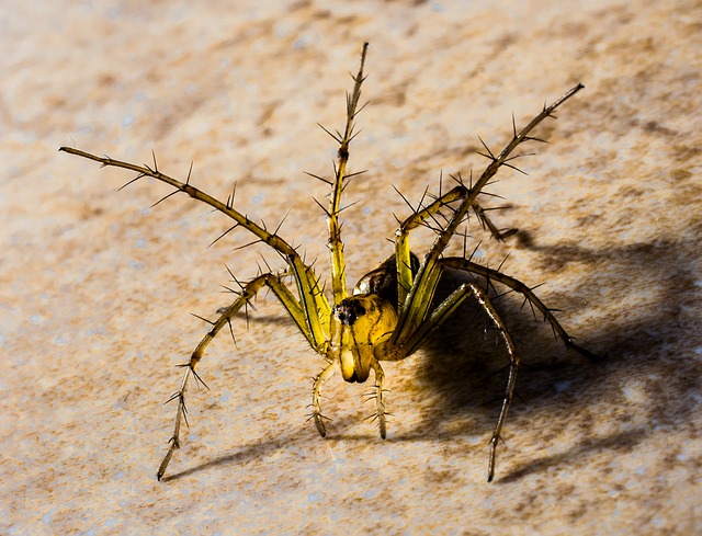 petite araignée petite araignée