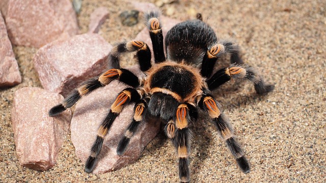 La tarantule